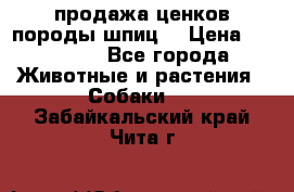 продажа ценков породы шпиц  › Цена ­ 35 000 - Все города Животные и растения » Собаки   . Забайкальский край,Чита г.